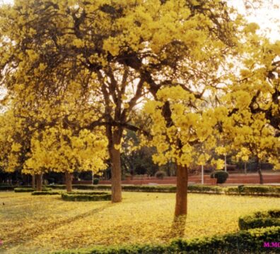 nature 05