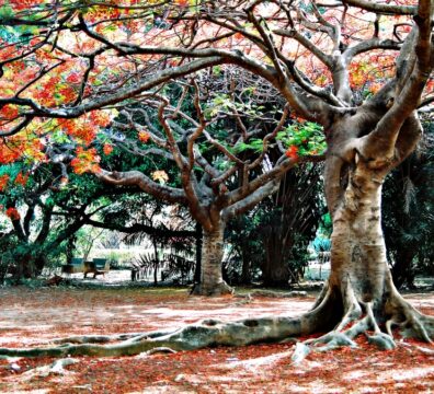 nature 07