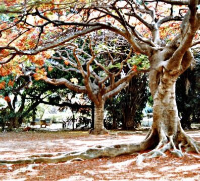 nature 11