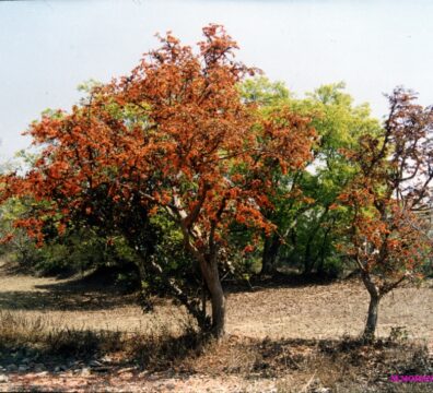 nature 13