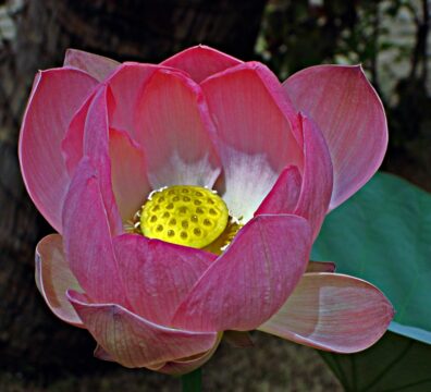 nature 18