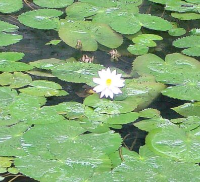 nature 20