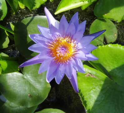 nature 22