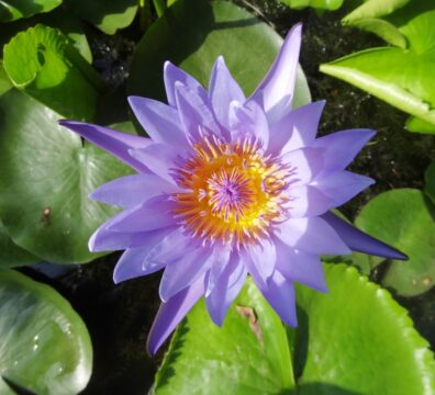 nature 23