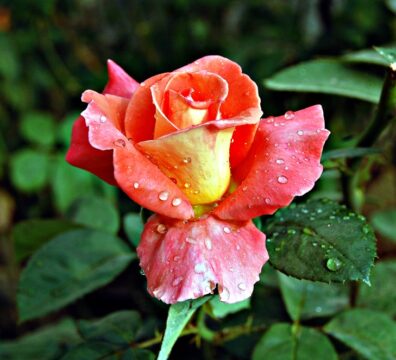 nature 58