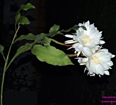 nature 80