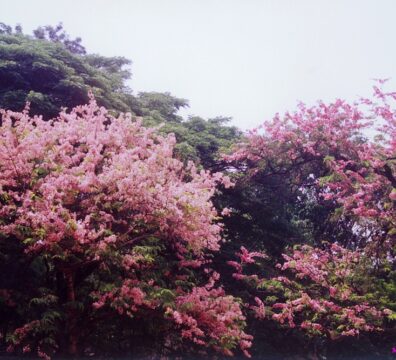 nature 84