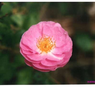 nature 86