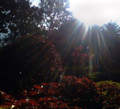 nature 88